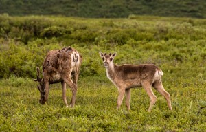 Alaska Web-00038