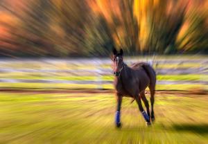 Fall Horse -1