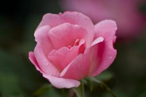 Pink Rose