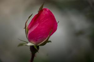 Rose Bud